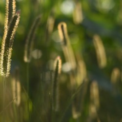 Glowing field grass